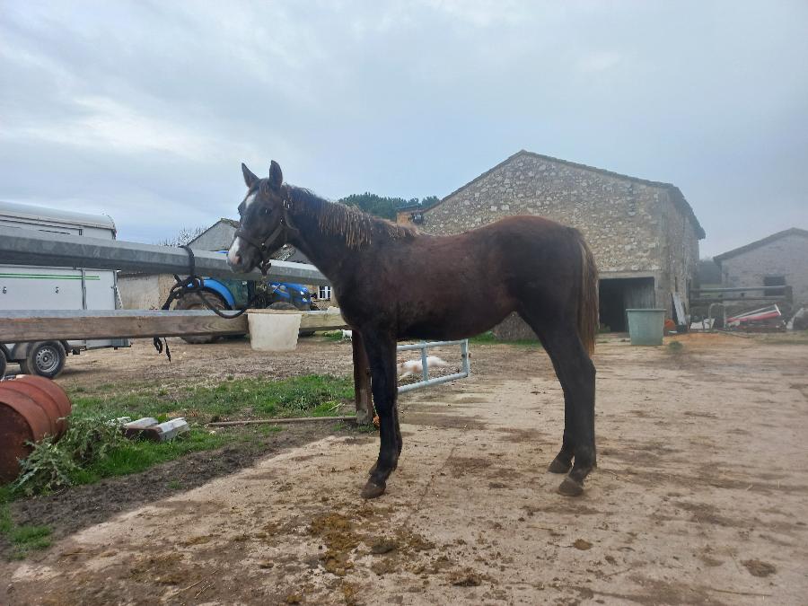 Cheval Arabe à vendre Sigoulès en Dordogne