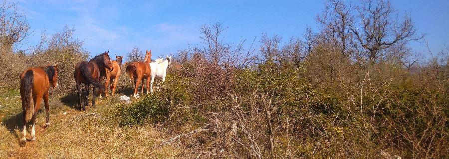 Cheval Arabe à vendre Blandas dans le Gard photo 4