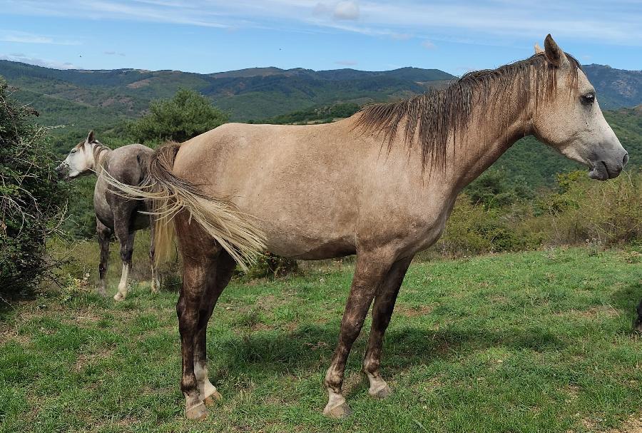 Cheval Arabe à vendre Blandas dans le Gard photo 2