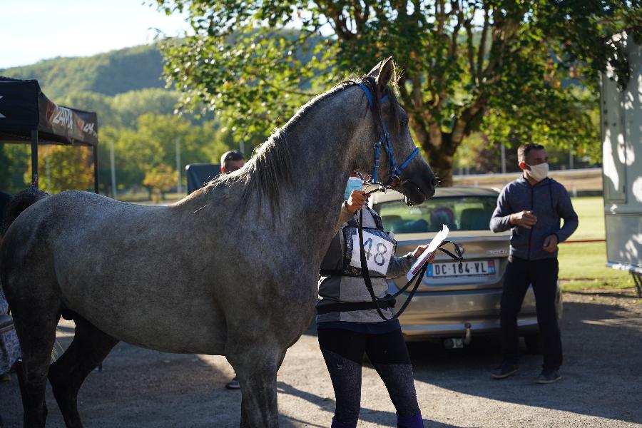 Etalon Cheval Arabe à Sigoulès en Dordogne