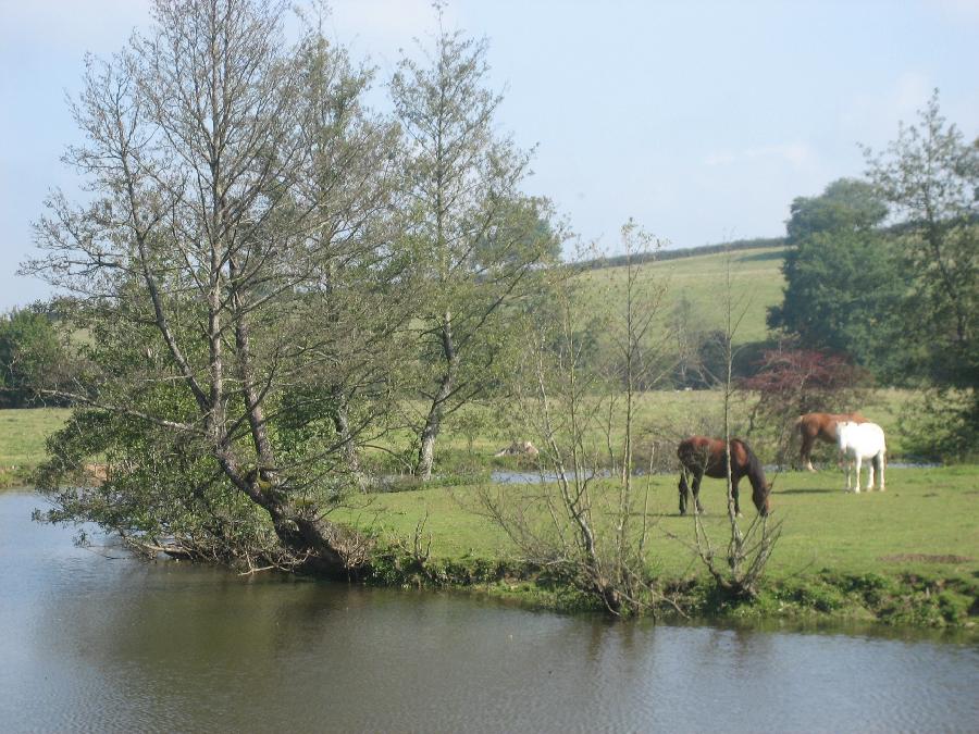 Gite equestre cheval Paray-le-Monial en Saône-et-Loire Bourgogne du Sud photo 5