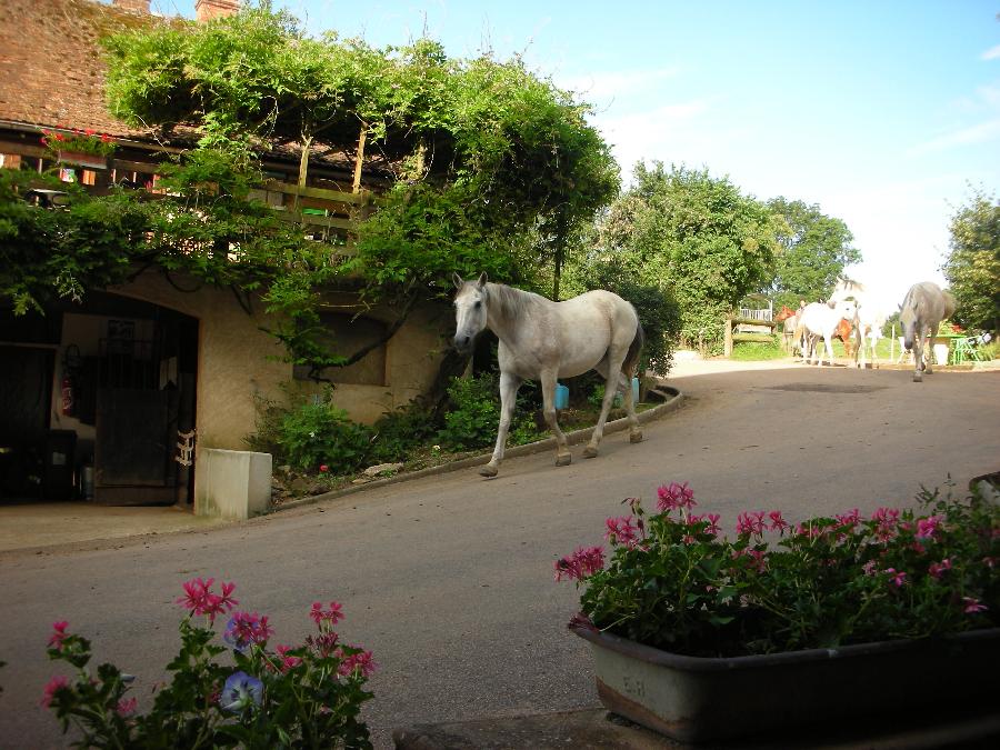 Gite equestre cheval Paray-le-Monial en Saône-et-Loire Bourgogne du Sud photo 6