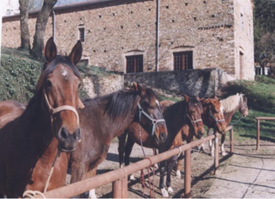 Gite equestre cheval Mont-Roc dans le Tarn PNR du Haut-Languedoc photo 5