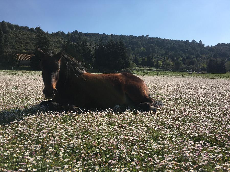 Pension cheval Montlaur dans l'Aude Corbières photo 3