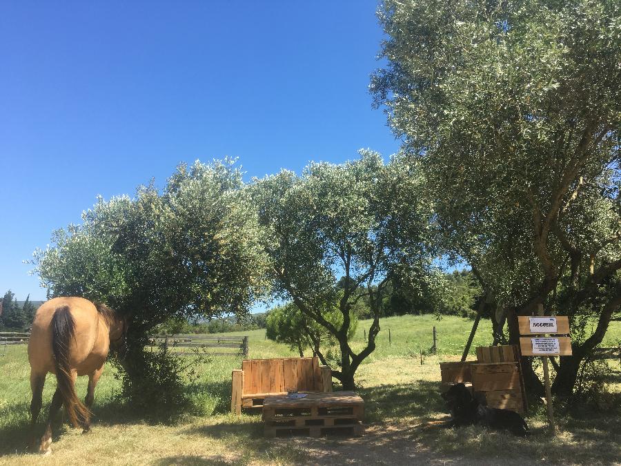 Pension cheval Montlaur dans l'Aude Corbières photo 6