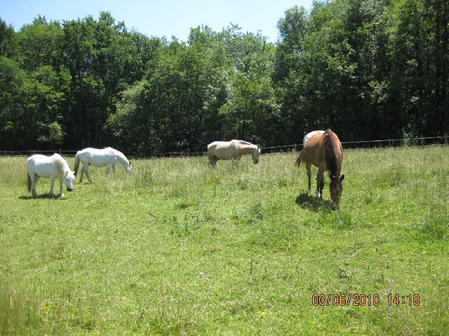 Pension cheval Cravencères dans le Gers Pays d'Armagnac photo 5