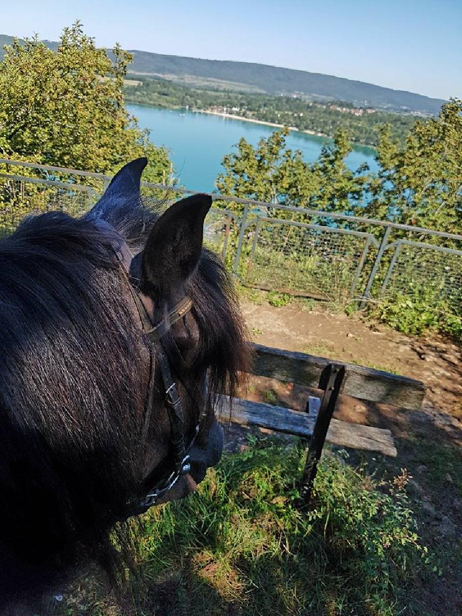Pension cheval Doucier dans le Jura  photo 4