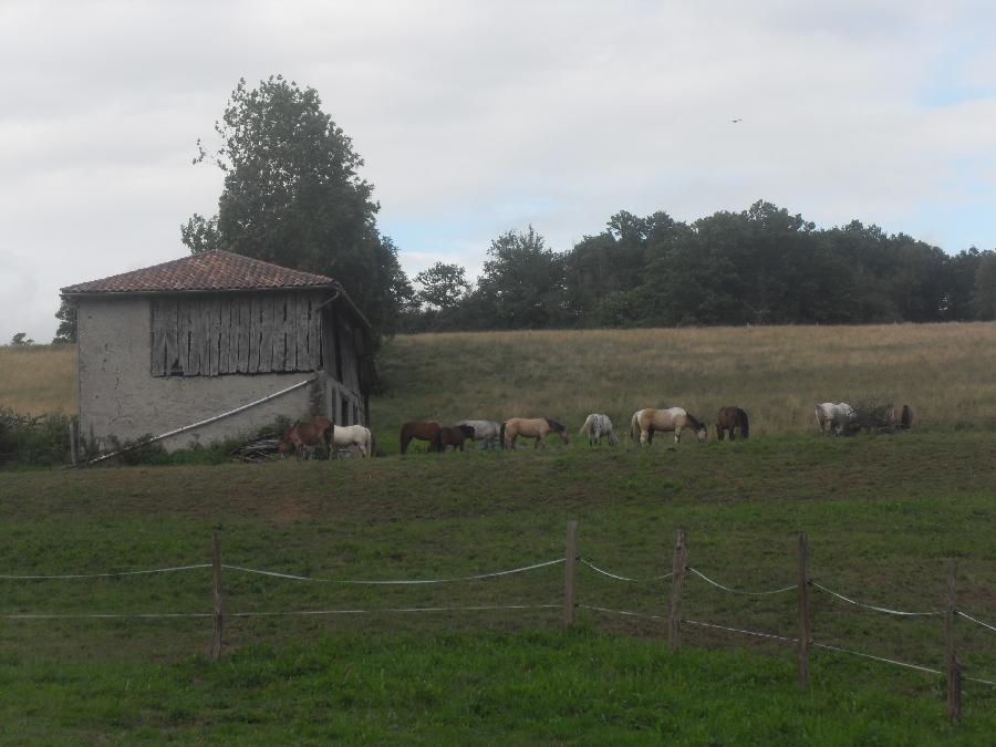 Pension cheval Aspet en Haute-Garonne  photo 3