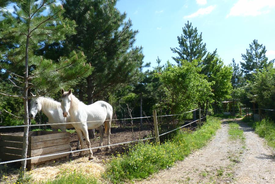 Pension cheval Ventavon dans les Hautes-Alpes Pays du Buëch photo 3