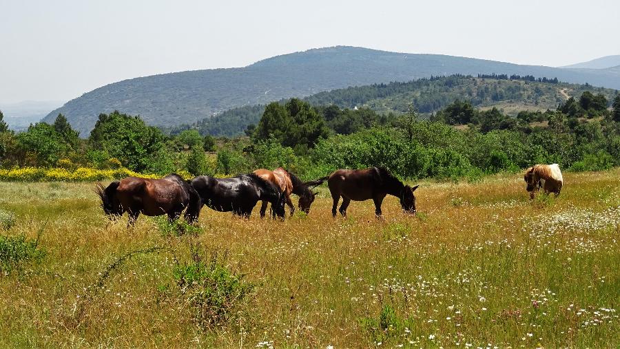 Pension cheval Montirat dans l'Aude Pays Cathare photo 2