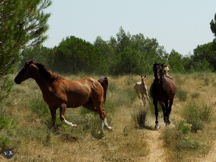 Pension cheval Montirat dans l'Aude Pays Cathare photo 3