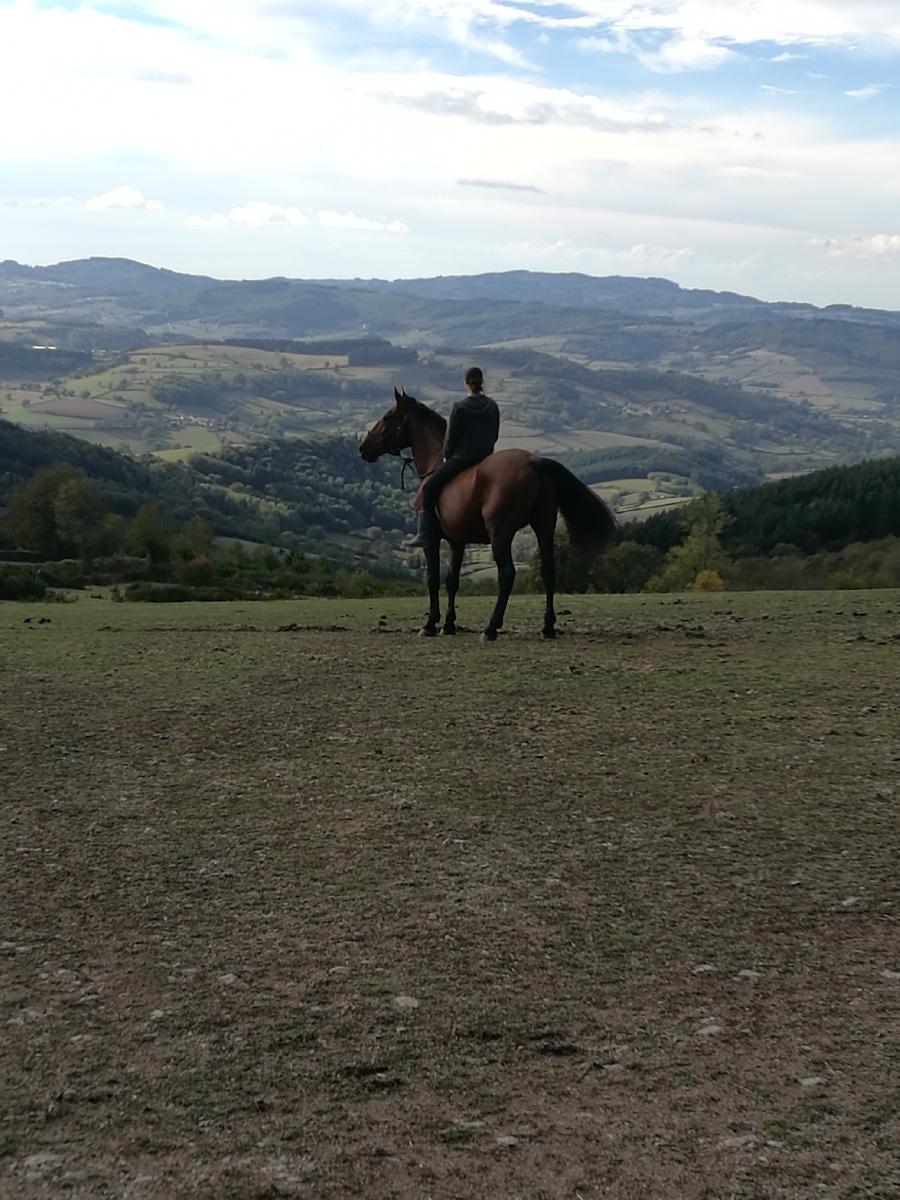 Pension cheval Cenves dans le Rhône Beaujolais photo 4