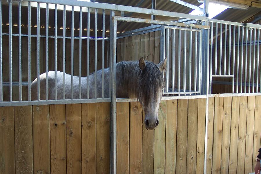 Pension cheval Cenves dans le Rhône Beaujolais photo 5