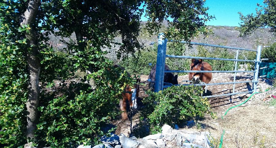 pension cheval à Blandas Gard Parc National des Cévennes