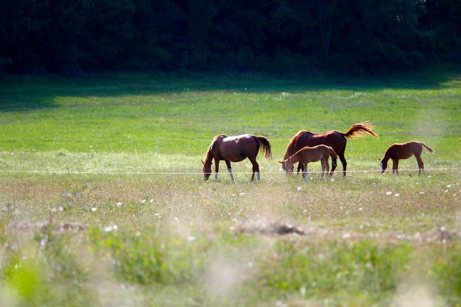 Pension cheval Blandas dans le Gard Parc National des Cévennes photo 3