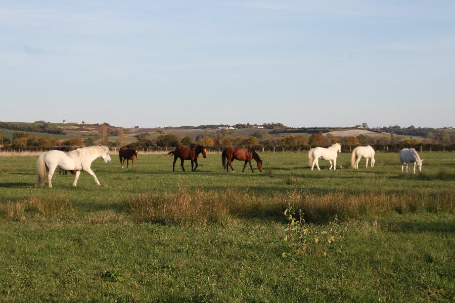 Pension cheval Mortagne sur Gironde en Charente-Maritime Estuaire de la Gironde