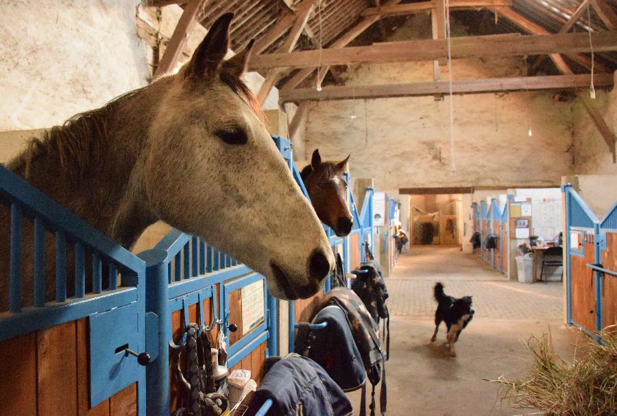 Pension cheval Sonchamp dans les Yvelines Forêt de Rambouillet photo 5