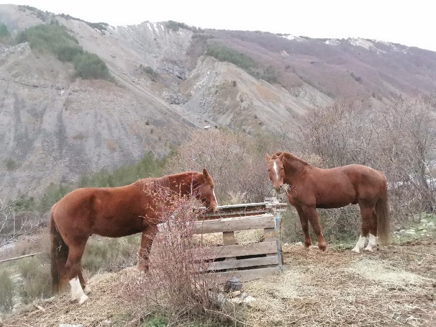Pension cheval Barles dans les Alpes de Haute-Provence  photo 5