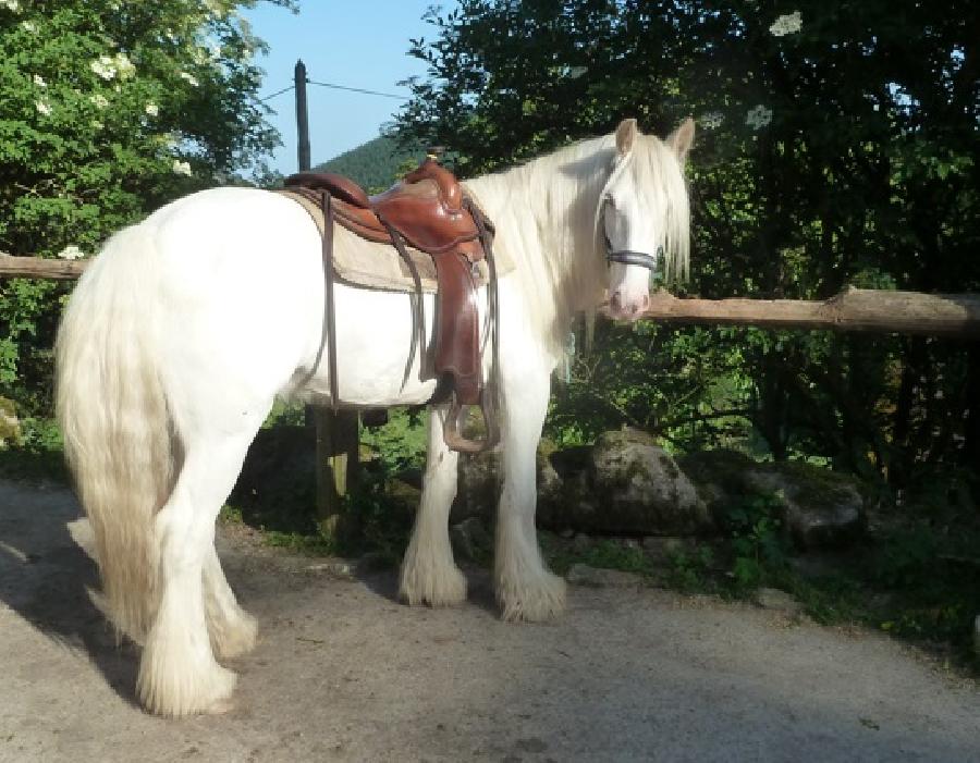 Pension cheval Chaumeil en Corrèze PNR de Millevaches photo 3