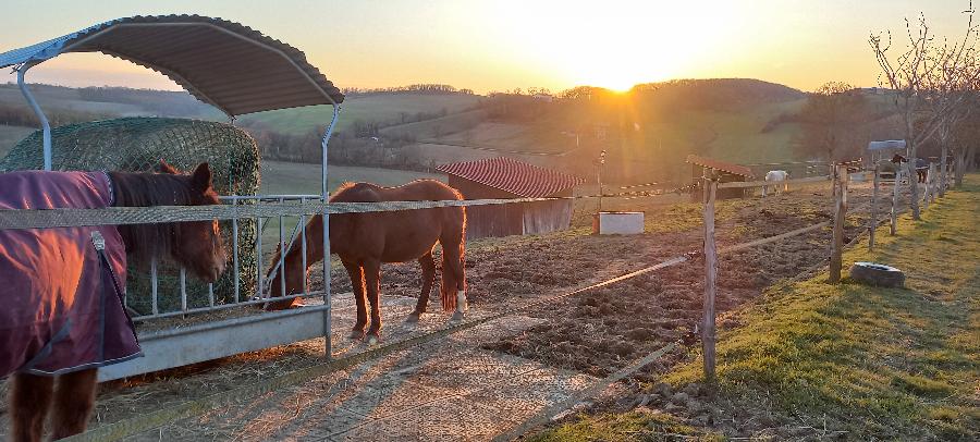 Pension cheval Lartigue dans le Gers  photo 4
