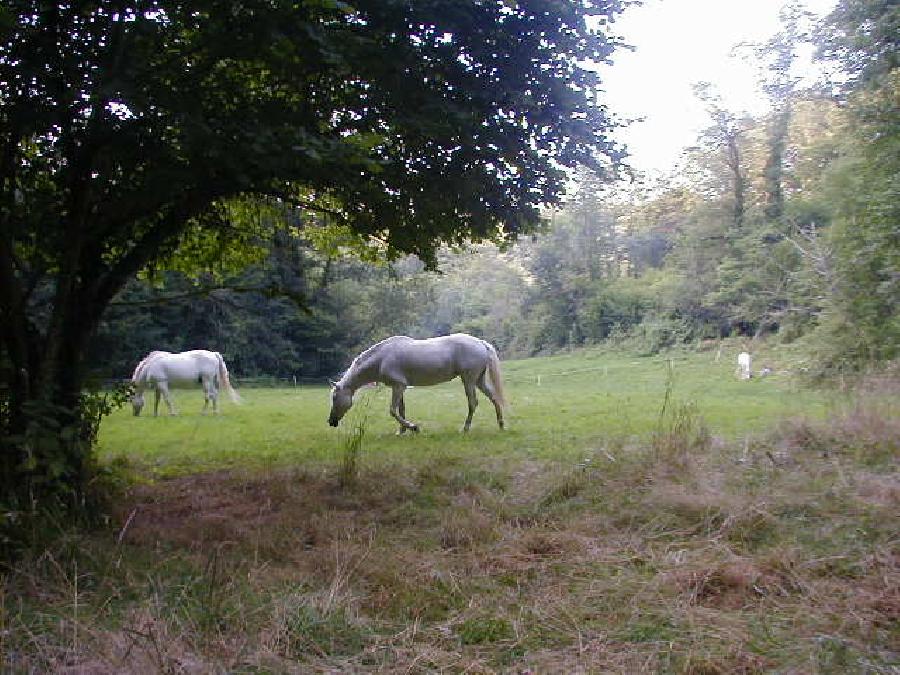 Pension cheval Sainte-Gemme dans le Tarn  photo 5