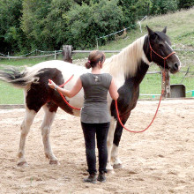 thologie cheval equitation